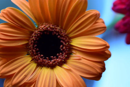 Orange gerbera flower on a blue background. Closeup.の写真素材
