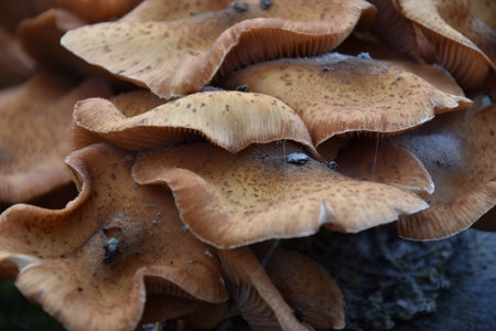 Mushrooms growing on a tree trunk in autumn, close up