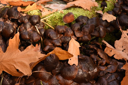 Mushrooms growing on a tree stump in the forest in autumnの写真素材