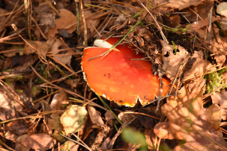 Amanita muscaria, fly agaric or fly amanitaの写真素材