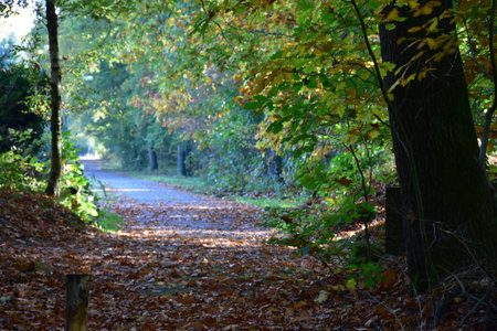 Autumnal road in the park with trees and yellow leaves.の写真素材