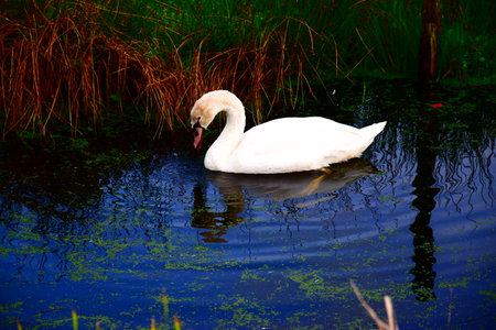 White swan swimming in a lake with already in the backgroundの写真素材