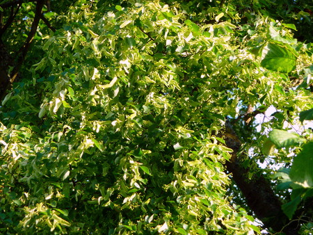 green leaves in summerの写真素材