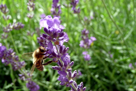 bee at the flowering lavenderの写真素材