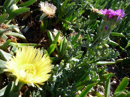 yellow flowers in summerの写真素材