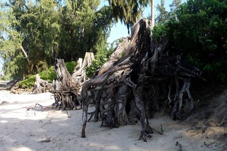 Beach of Oahu, Hawaiiの写真素材