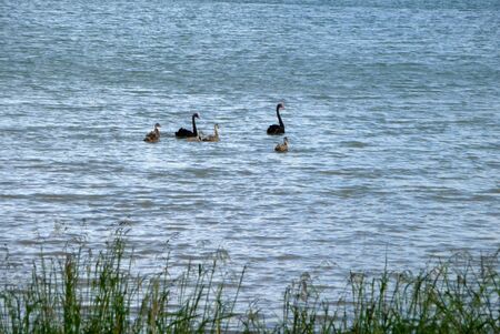 Family of Black swansの写真素材