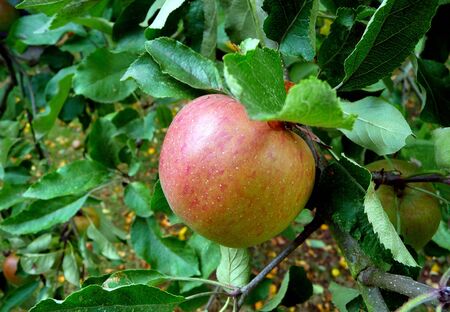 picking mature apples in fallの写真素材