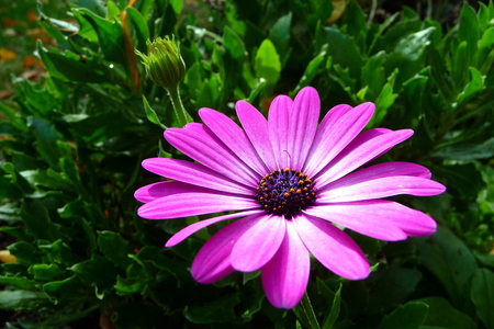 purple flower blooming in gardenの写真素材