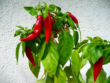 Growing red peppersの写真素材