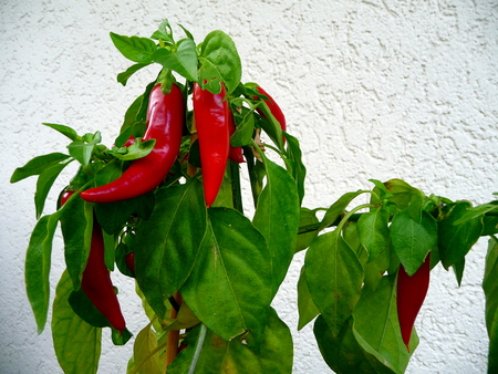 Growing red peppersの写真素材