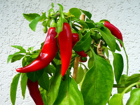 Growing red peppersの写真素材