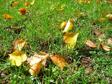 green grass with some leaves in autumnの写真素材