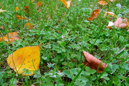 green grass with some leaves in autumnの写真素材