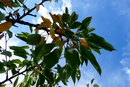 leaves getting yellow and brown in autumnの写真素材