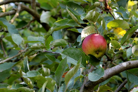 apple on the treeの写真素材