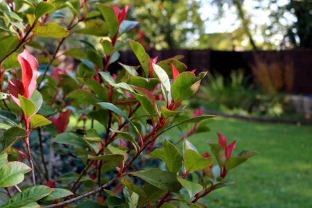 leaves getting colored in caseの写真素材