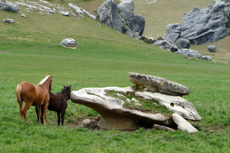 wild horses in New Zealandの写真素材