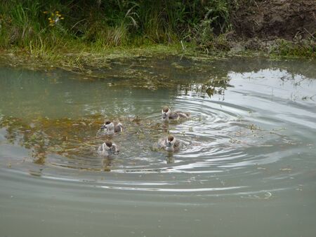 Group of young ducksの写真素材