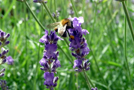 bee on lavenderの写真素材
