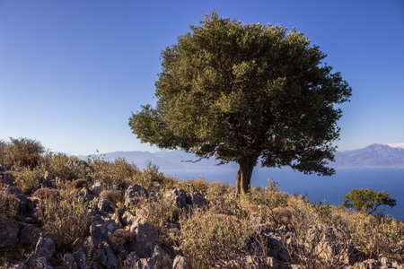 at greece in a bay an a hill with flowersの写真素材