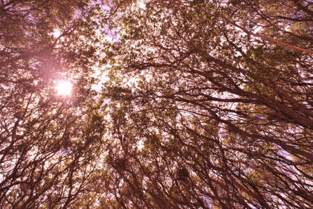 Sunlight shinning through treesの写真素材