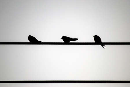 Silhouette of 3 swallows on a wireの写真素材