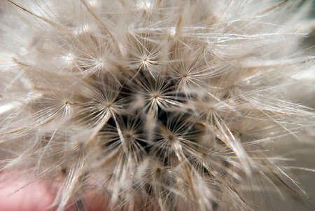 Close up of a dandelion