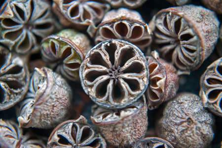 tea tree seeds used as a backgroundの写真素材