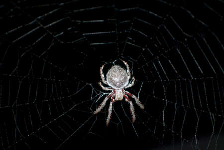 big spider on its webの写真素材