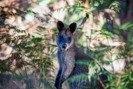 Australian Wallaby in the bushの写真素材
