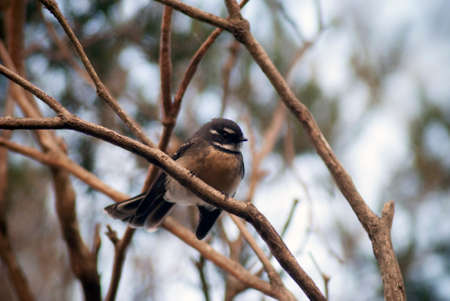 An Australian Grey Fantail bird in a treeの写真素材