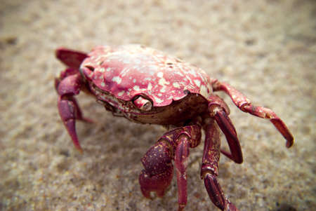 crab shell on sandy backgroundの写真素材