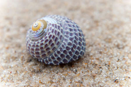 Single seashell on sandy beach background