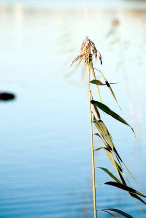water lake background with a green reed in the foregroundの写真素材