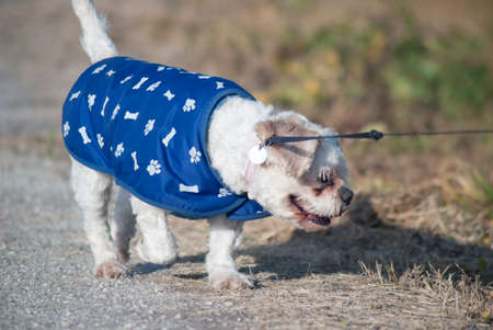 walking the dogの写真素材