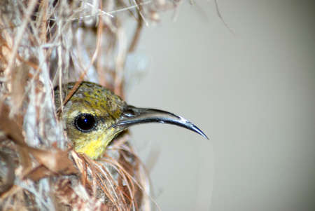 olive backed sunbird in nestの写真素材