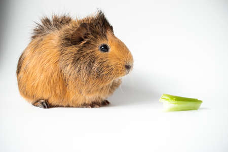 pet guinea pig and celery stick on white backgroundの写真素材