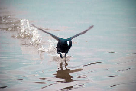 coot bird landing on water on a lake with its wings outの写真素材