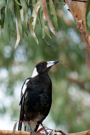 Australian magpie perched on a branch in a gum tree