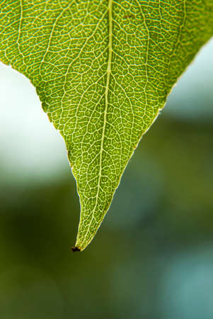 veins through light green leaf