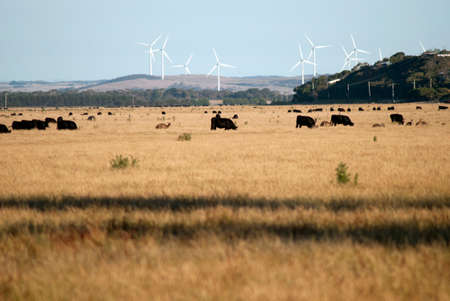 wind turbines behind a field of cows and kangaroosの写真素材
