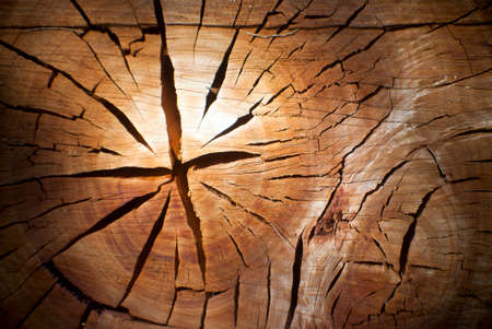 cut section of a tree stump with cracked rings