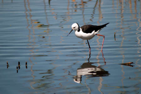 black winged stilt in shallow water with its reflection in a wetland area of australiaの写真素材