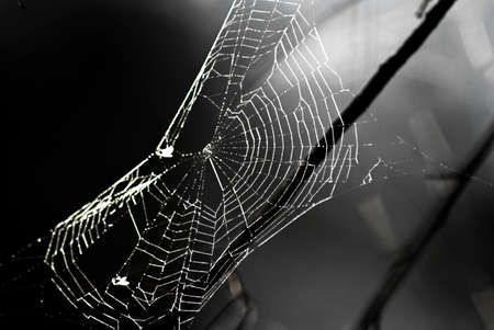 black and white image of a spider web