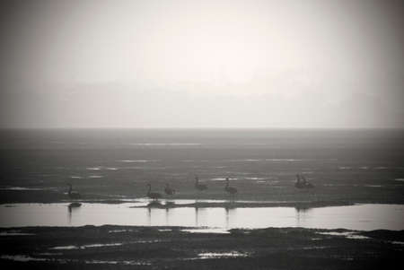 Black and white image of an inlet at low tide with water land and sky and some black swansの写真素材