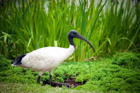Side on profile of an Australian black-headed ibis, also known as a bin chickenの写真素材