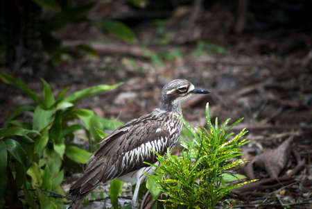 The black-crowned curlew (Burhinus indicus)