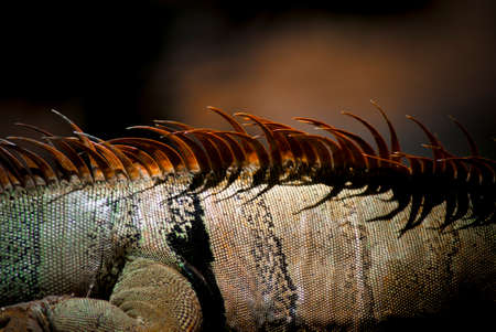 close up of the spikes on the back of a colourful green iguanaの写真素材