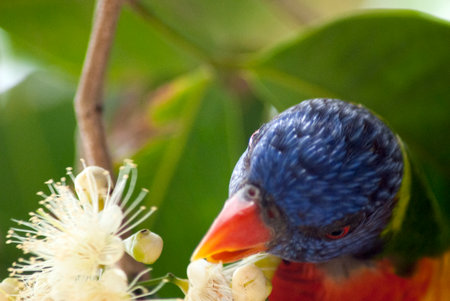 Rainbow Lorikeet, Trichoglossus haematodus